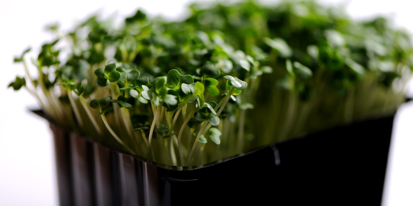 Cress Recipes Great British Chefs