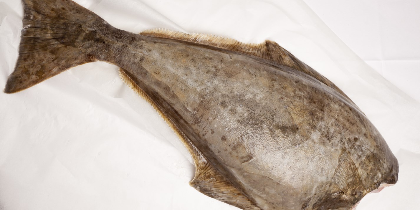 Halibut For Dogs: Benefits, Dangers & Alternatives - ldvoz7u