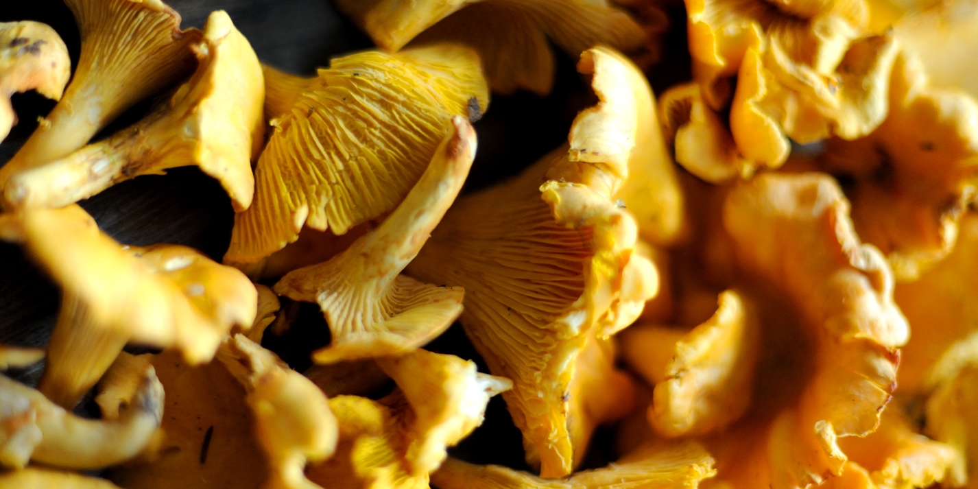 Girolle Recipes Great British Chefs