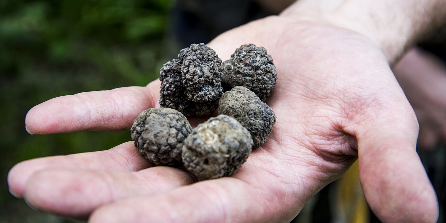 Truffle Hunting with Russell Brown Great British Chefs