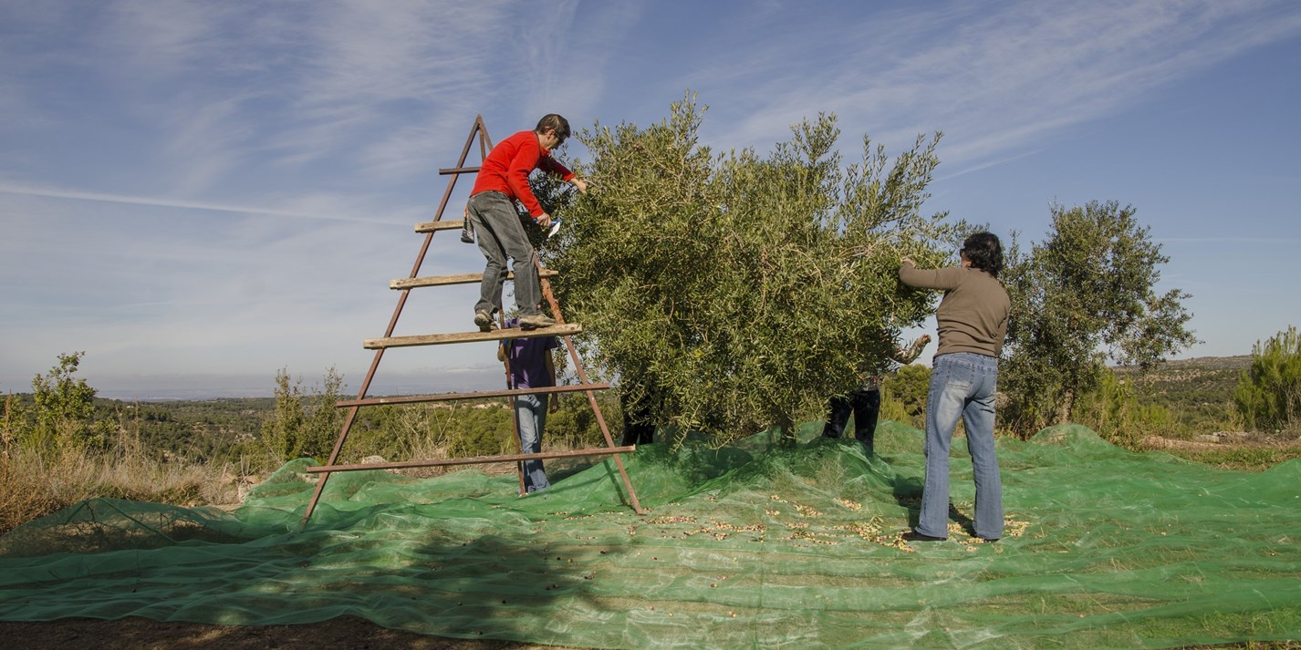 Lleida Catalonia's Olive Oil Country Great British Chefs