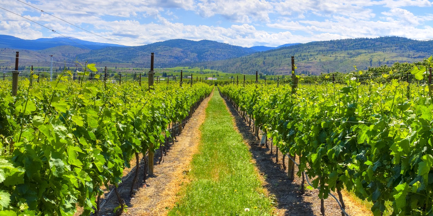 The Wines of British Columbia Great British Chefs