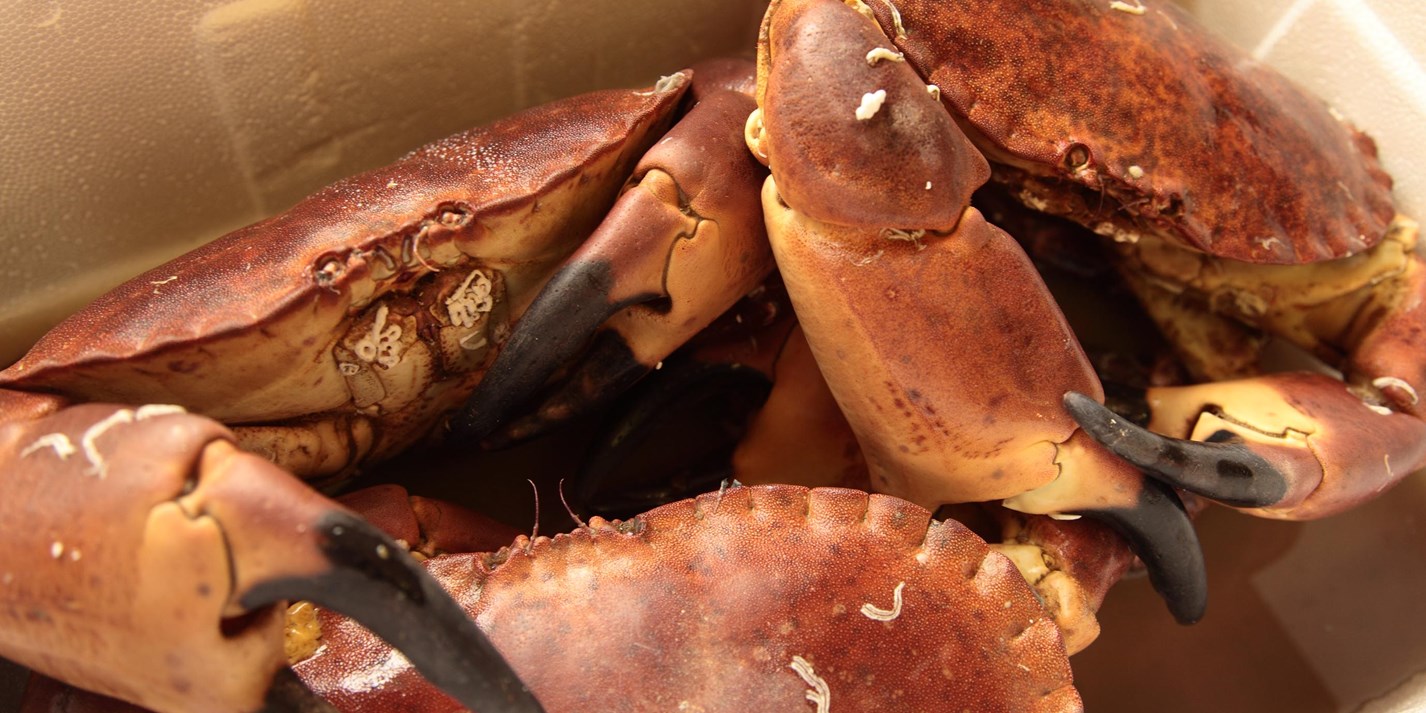 Crab recipes crab benedict crab cakes salad great british chefs