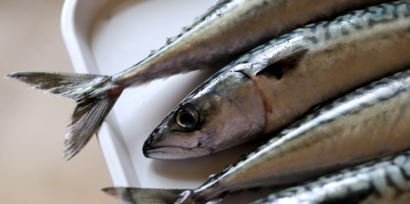 How To Cook Mackerel Great British Chefs