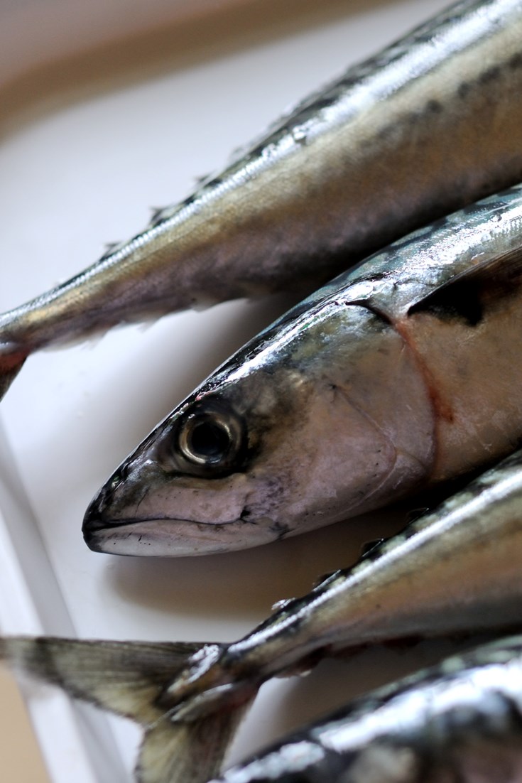 How to Cook Mackerel Great British Chefs