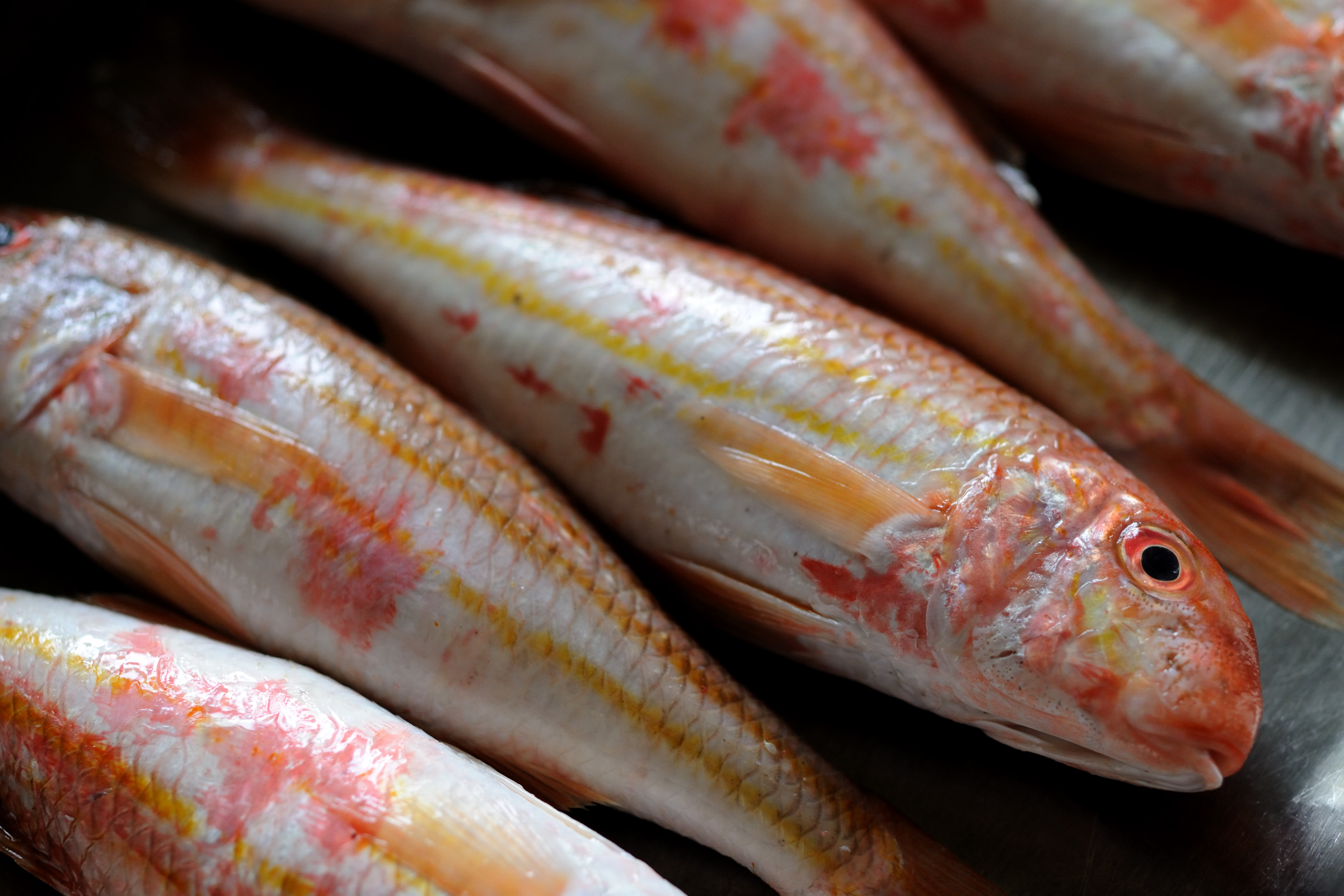 Fish mullet - a small delicacy Fish mullet - a small delicacy