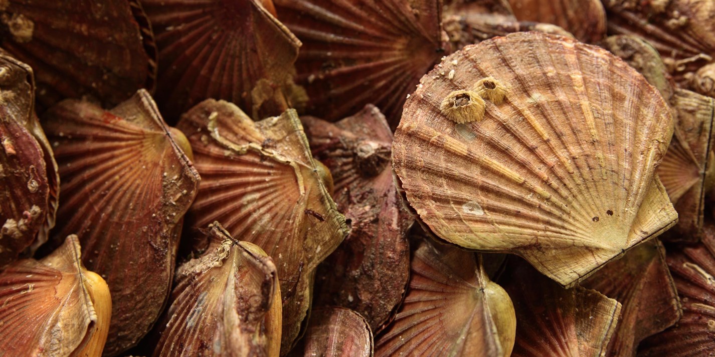 How to Open a Scallop - Great British Chefs