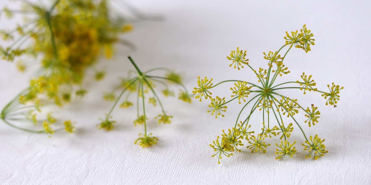 Fennel Pollen Recipes Great British Chefs