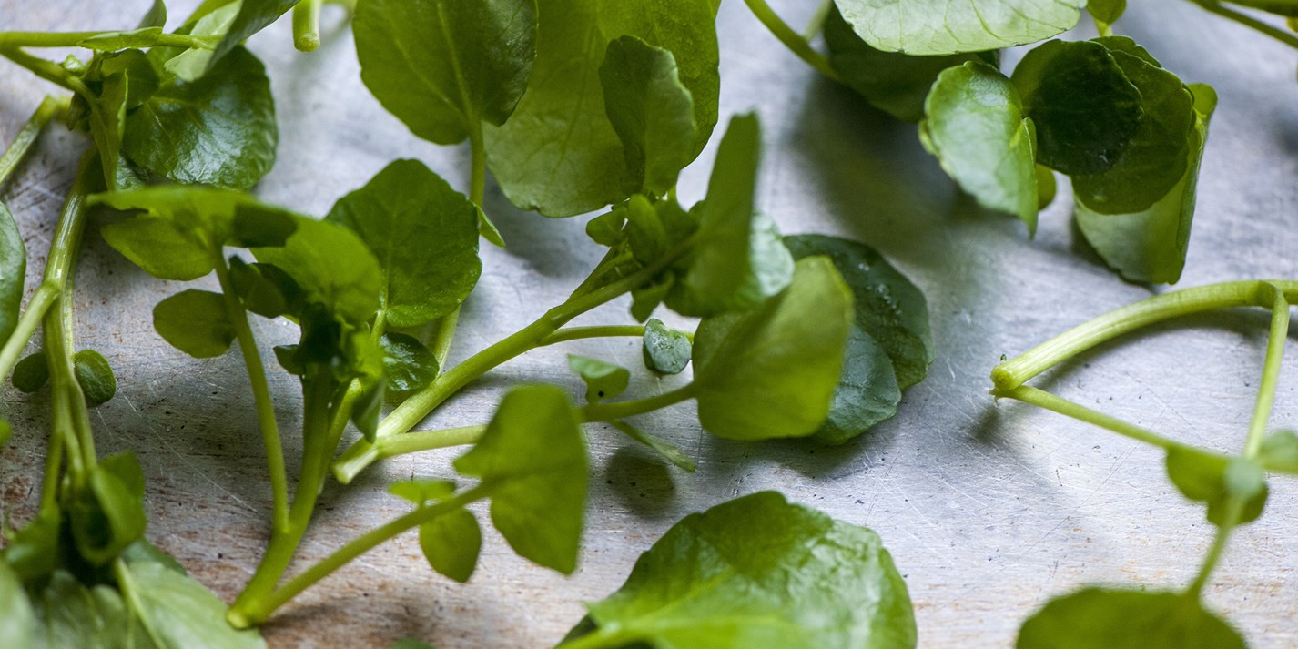 Watercress Recipes Salads, Risotto, Soup Great British Chefs