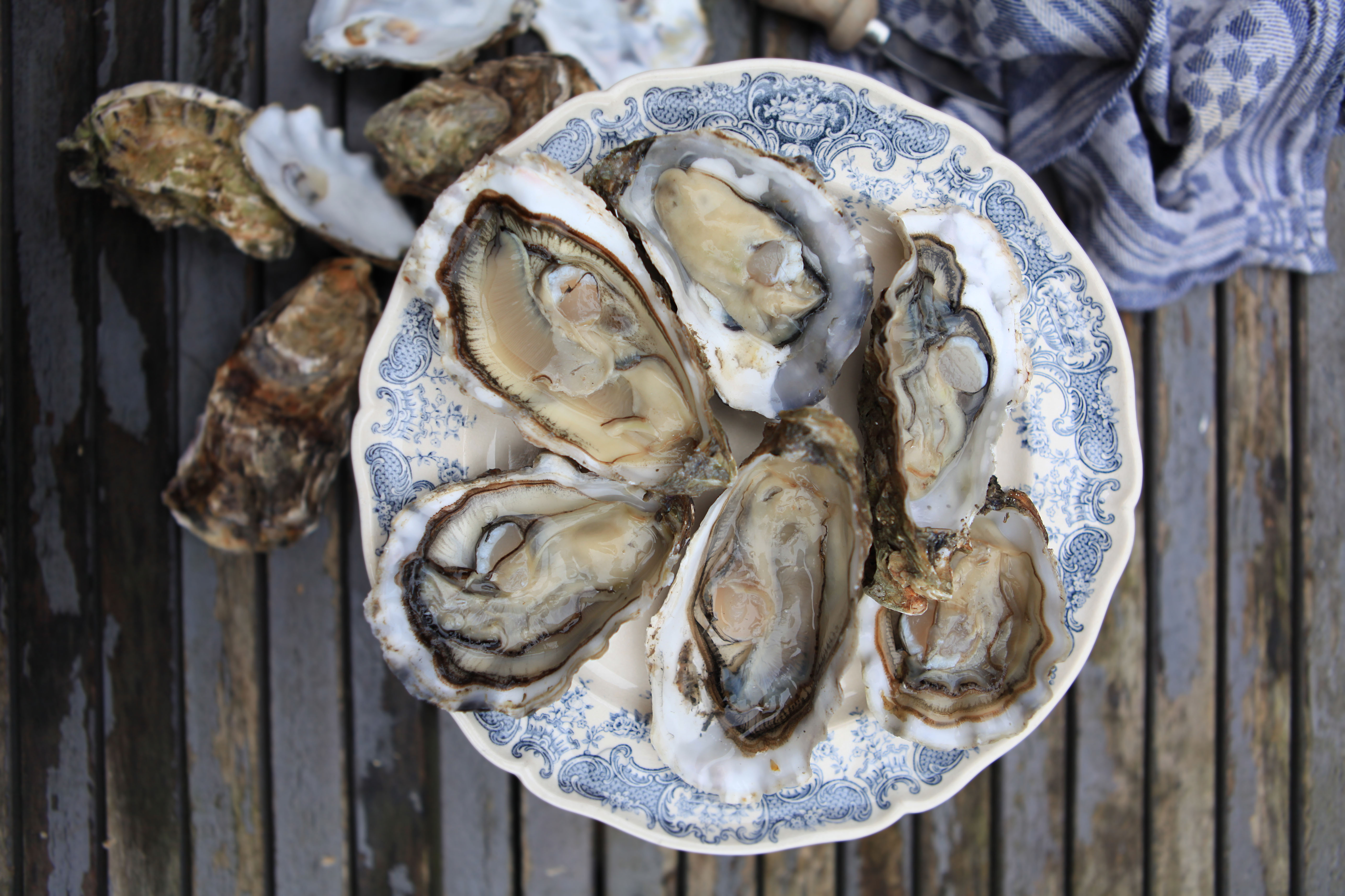 Virginia Oysters - Virginia Is For Lovers