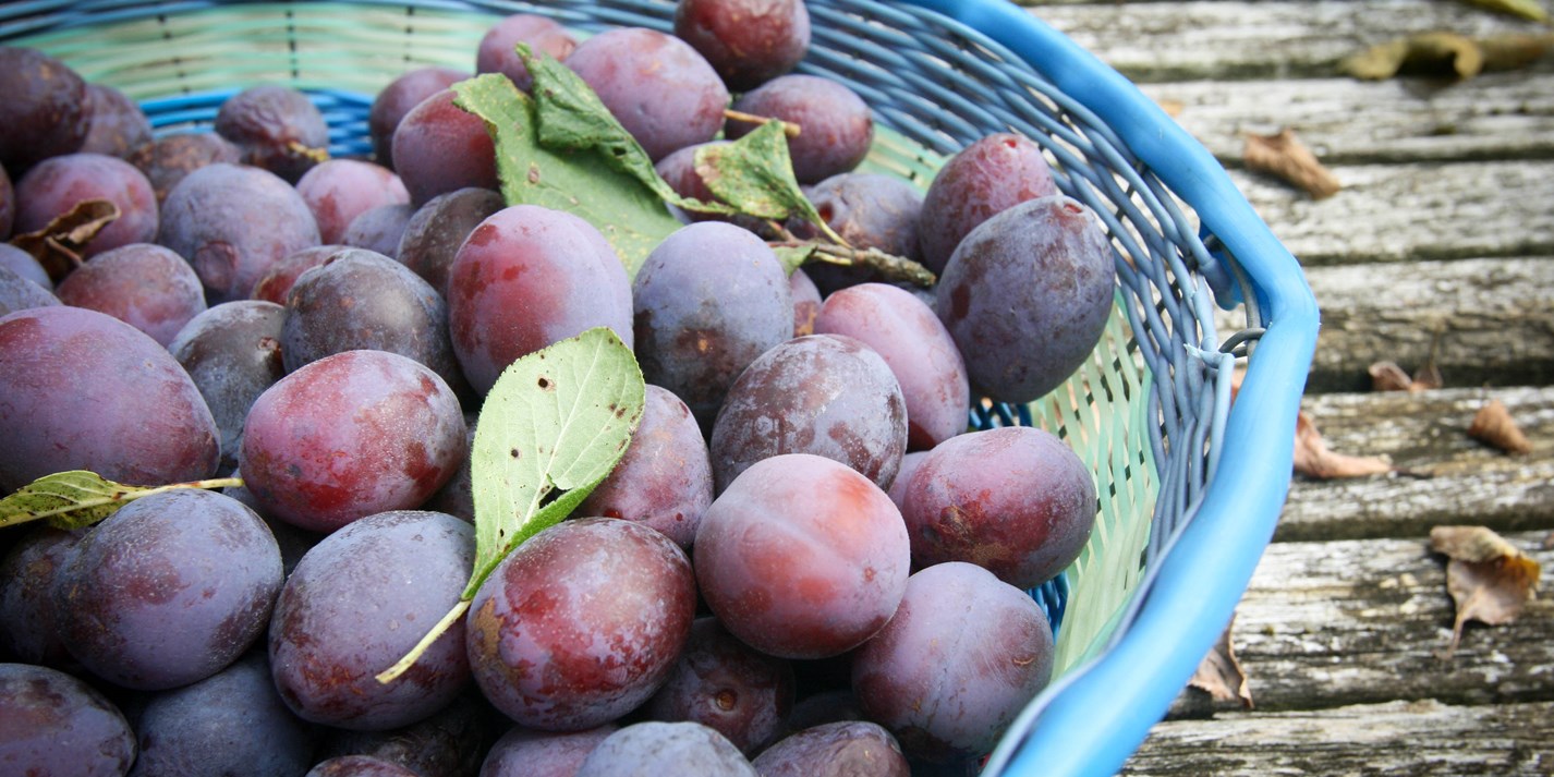How to Cook Plums Sous Vide Video Great British Chefs