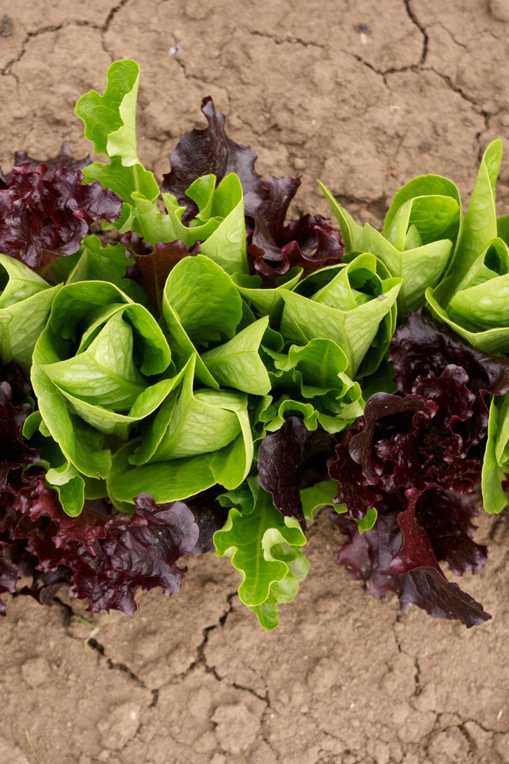 Salad Leaf Variety Guide Great British Chefs