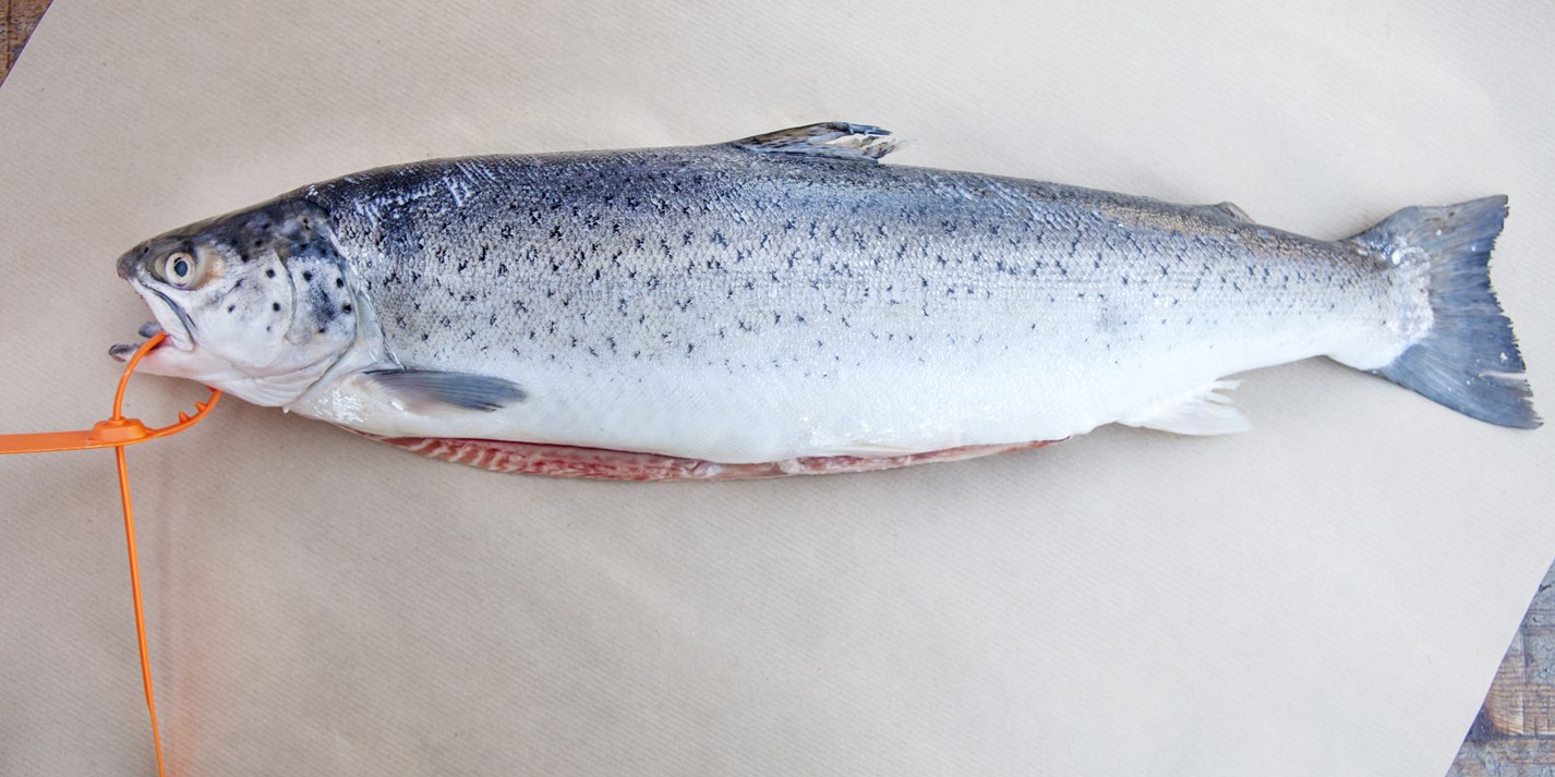 Sea Trout Recipes Great British Chefs