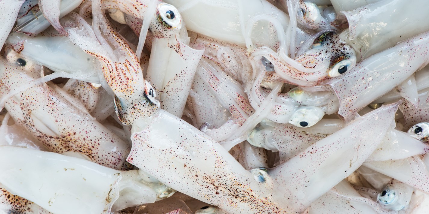 Squid Recipes - Great Italian Chefs