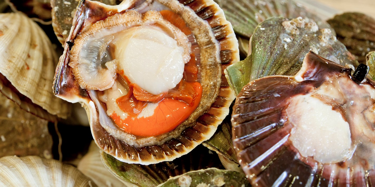 How To Cook Scallops Great British Chefs