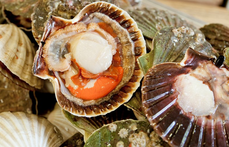 How To Cook Scallops Great British Chefs
