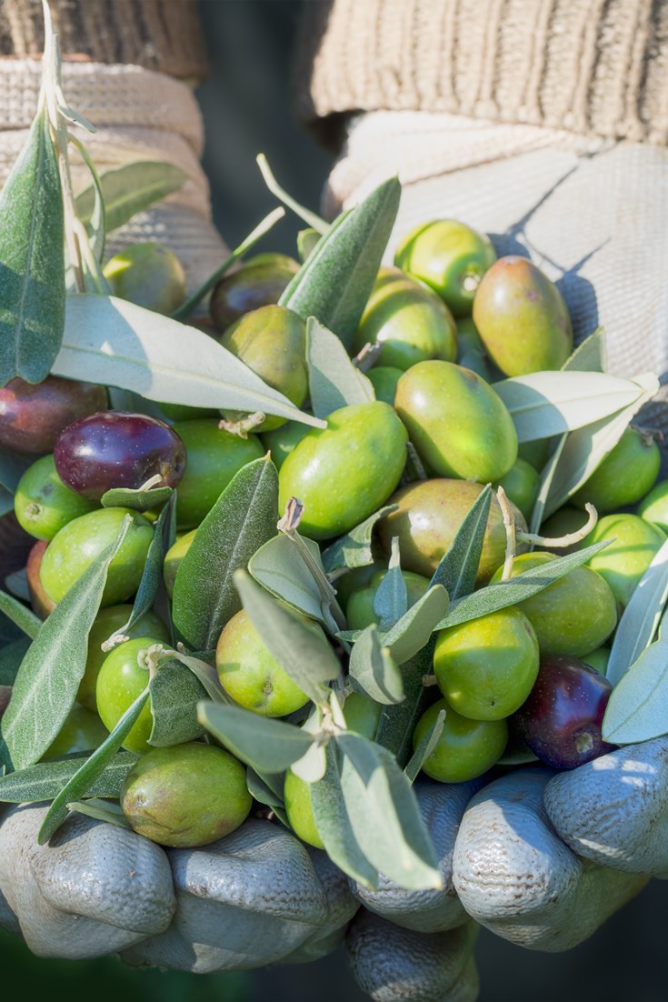 Ten Amazing Italian Olive Oils Great Italian Chefs   Img58310.735x1102 