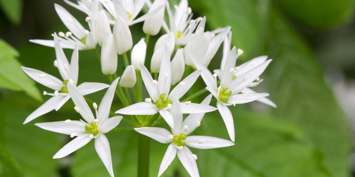 Five Ways With Wild Garlic - Great British Chefs