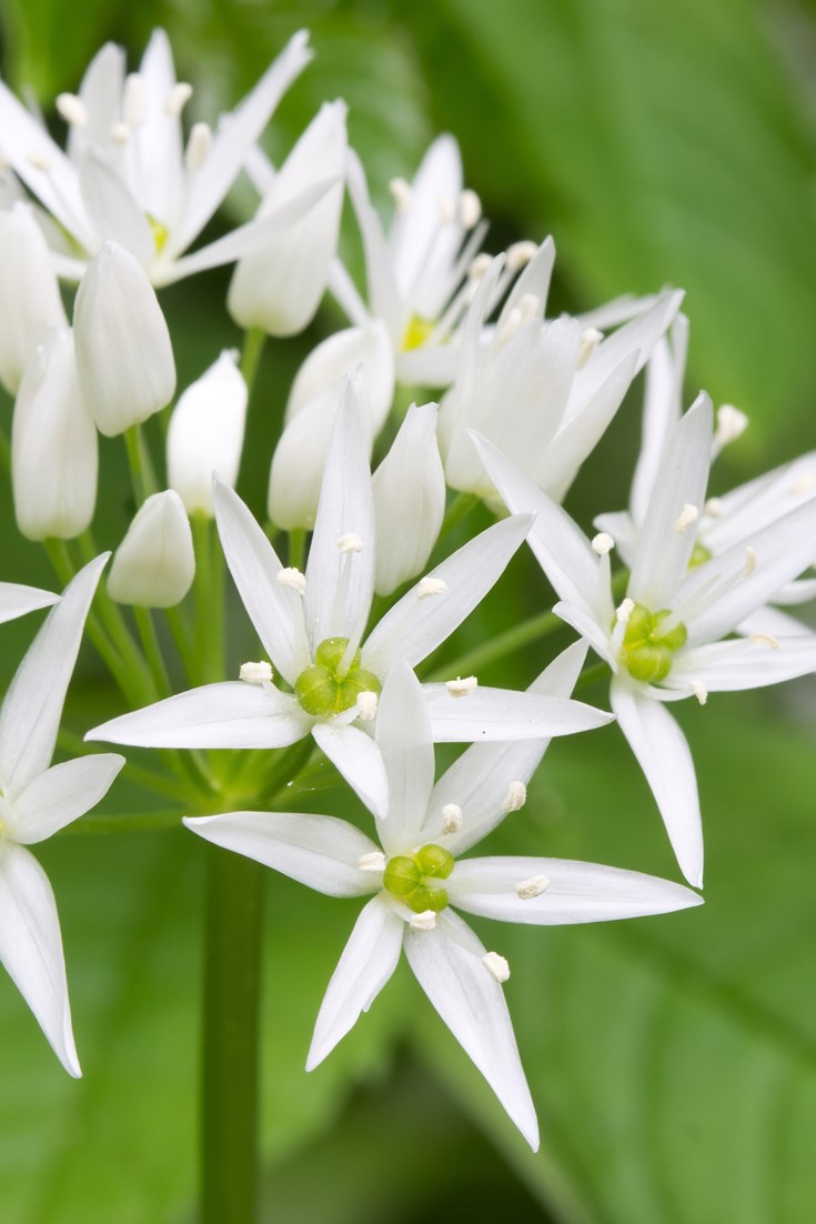 Ingredient Focus: Wild Garlic - Great British Chefs