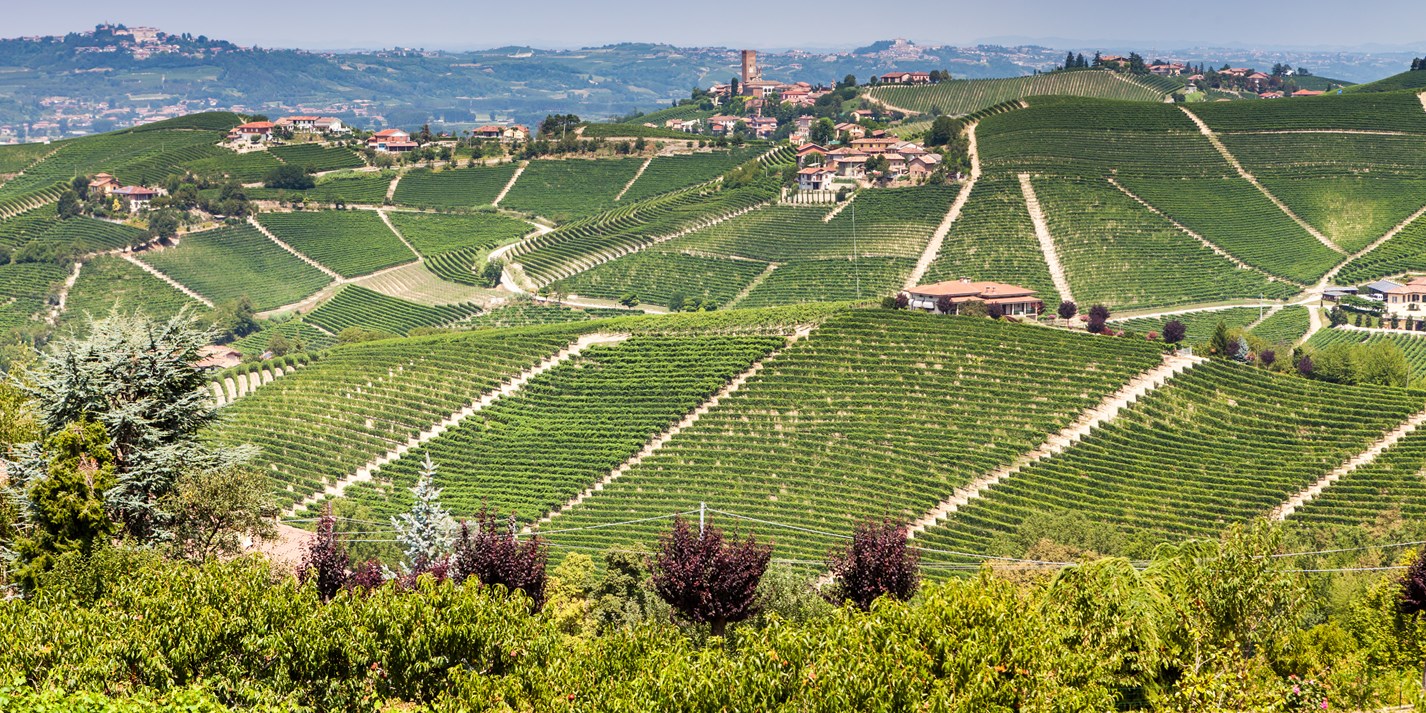 The Best Wines In Piedmont Great Italian Chefs