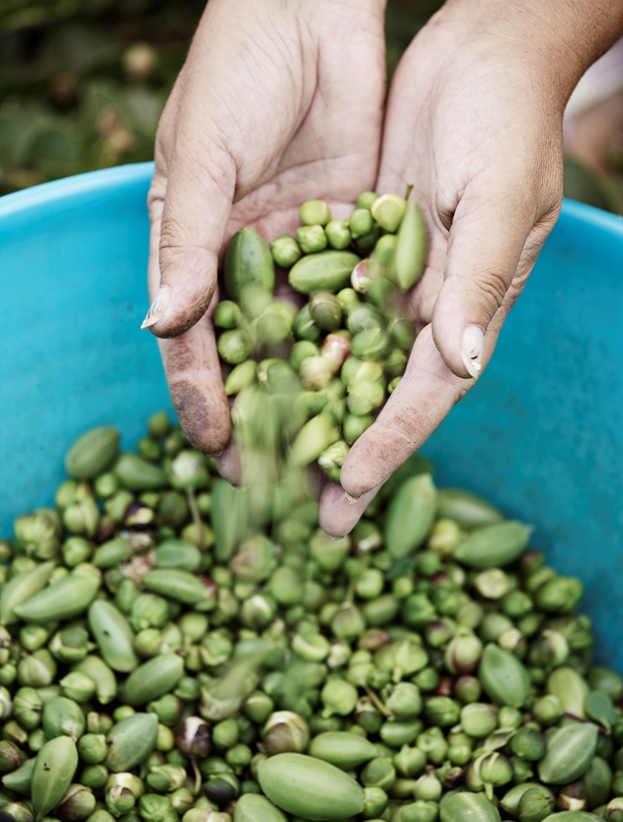 Pantelleria Capers: A Photo Story - Great Italian Chefs