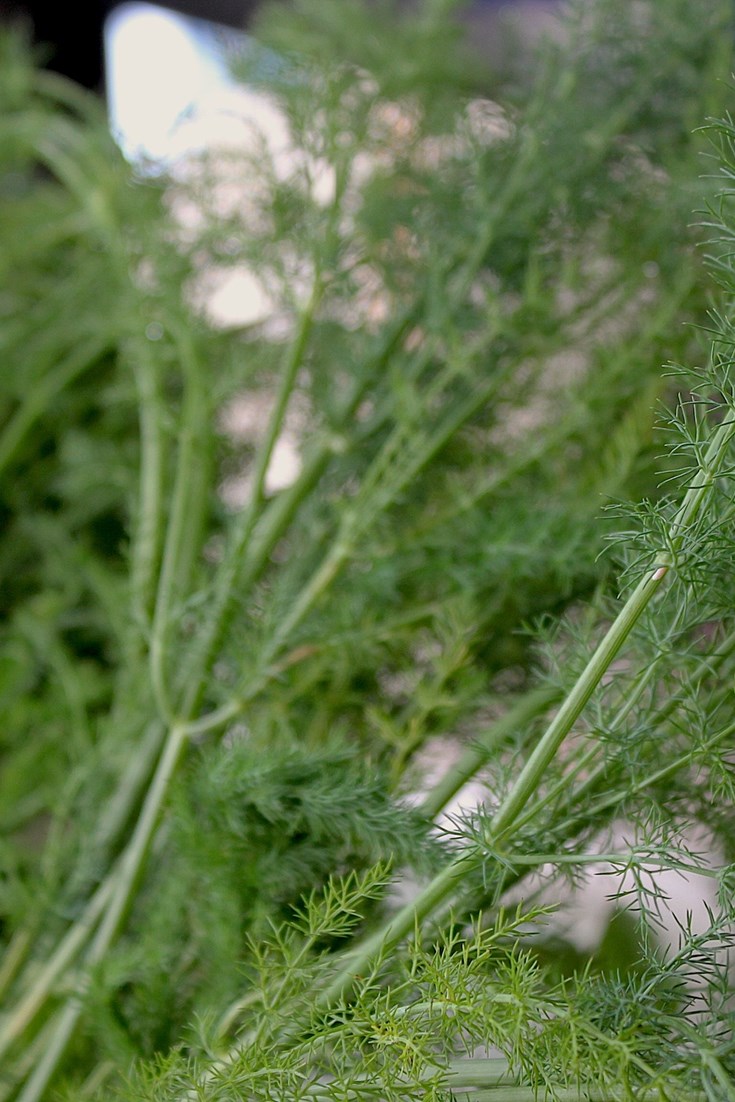 Fennel Recipes Great Italian Chefs