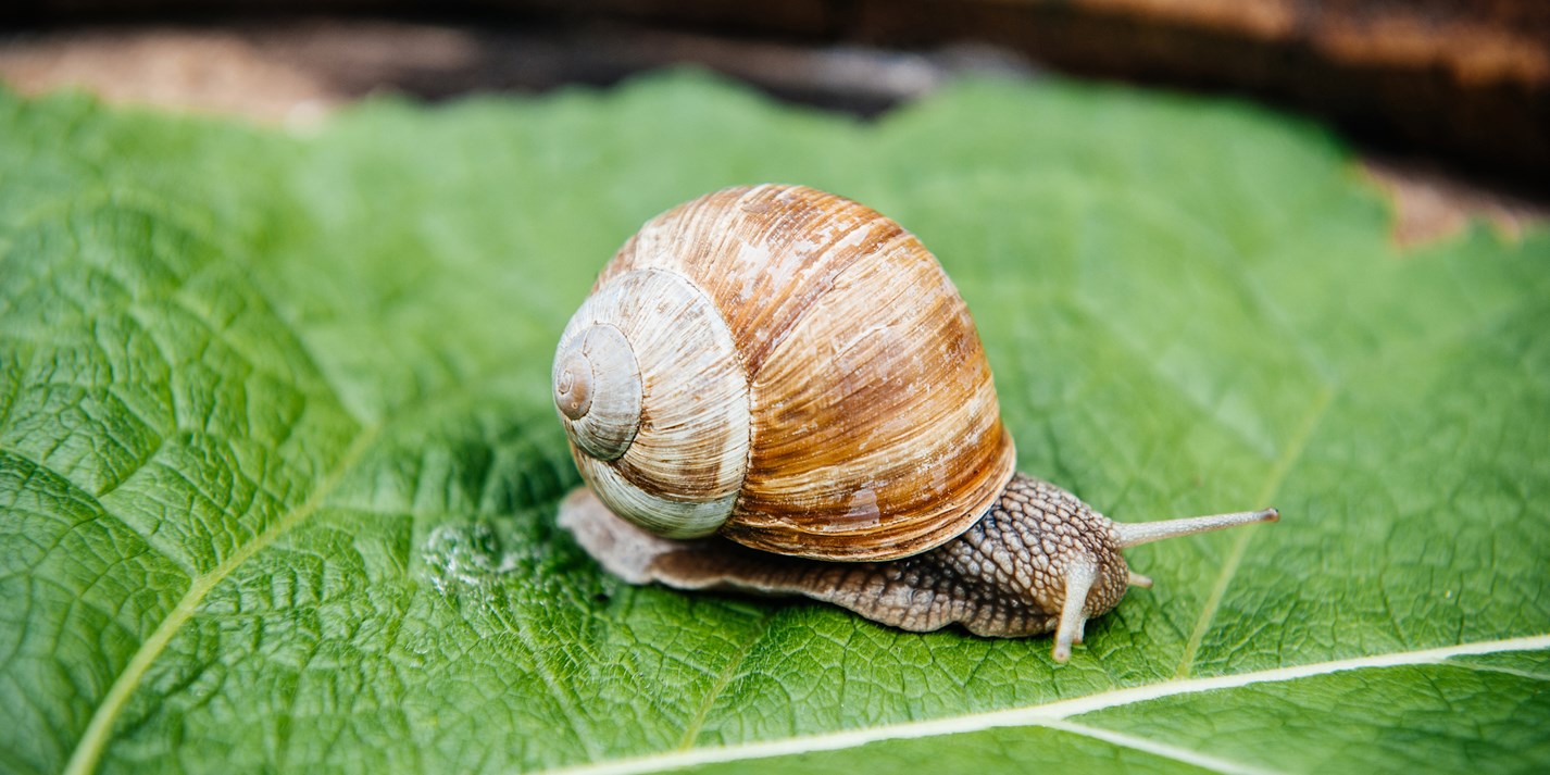 Dorset Snails putting the gastro in gastropod Great British Chefs
