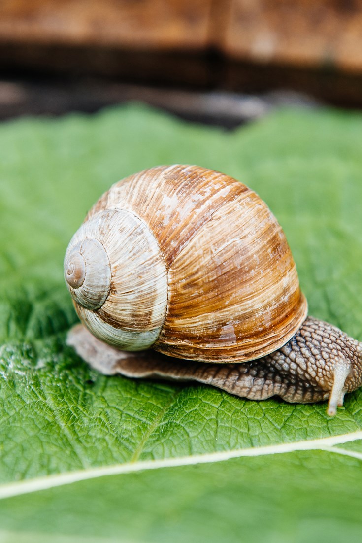 Dorset Snails: putting the gastro in gastropod - Great 