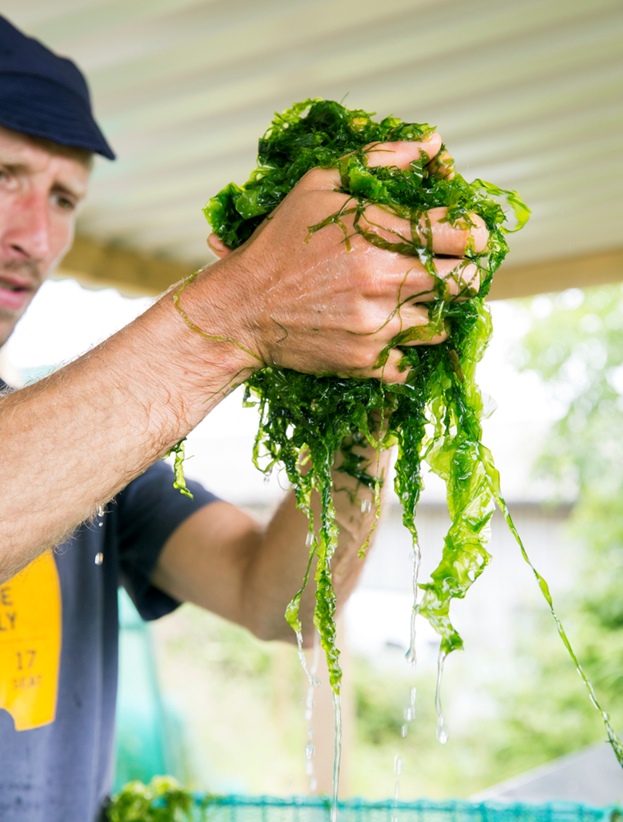 In Pictures: The Cornish Seaweed Harvest - Great British Chefs