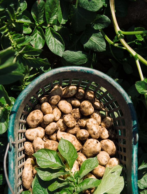 growing jersey royals