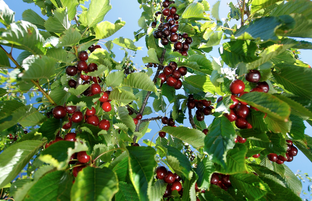 Picota del Jerte PDO Cherries Great British Chefs