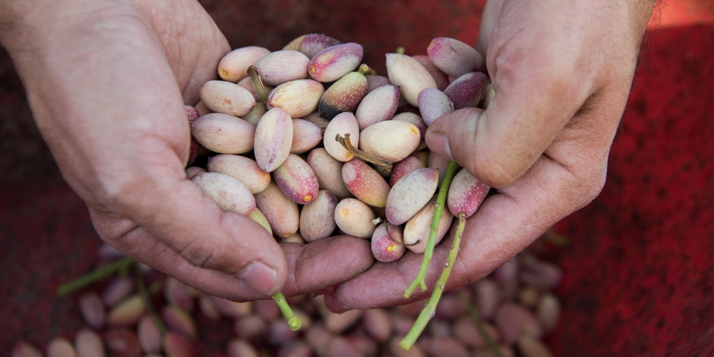 Green gold Bronte’s pistachio harvest in pictures Great