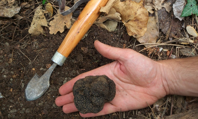 Woodland treasures: the truffles of Umbria