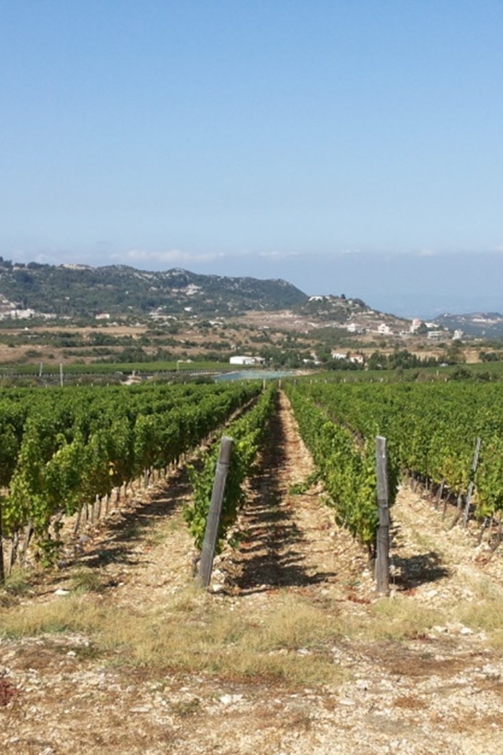 Domaine de Bargylus: Syria’s Vineyard - Great British Chefs