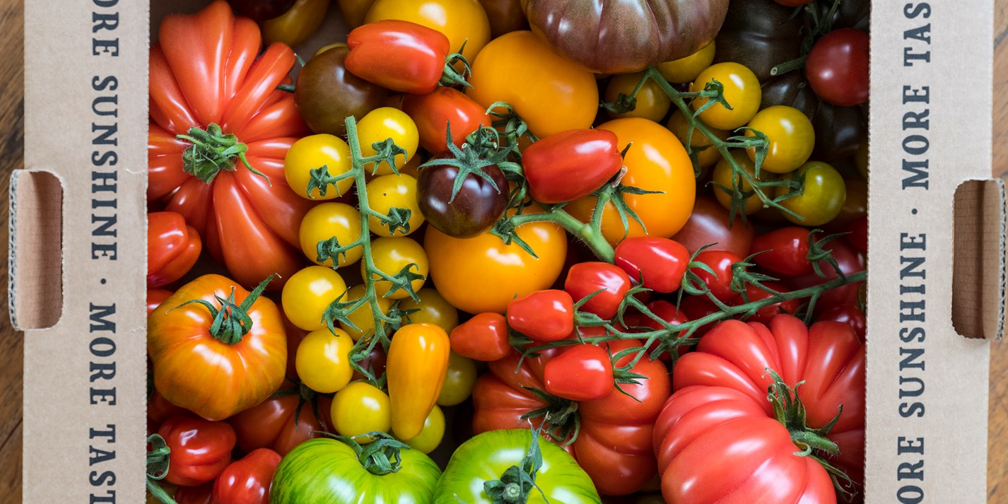 Tomato Riddle of nature: characteristics and description of the variety, reviews from photos Tomato Riddle of nature: characteristics and description of the variety, reviews from photos