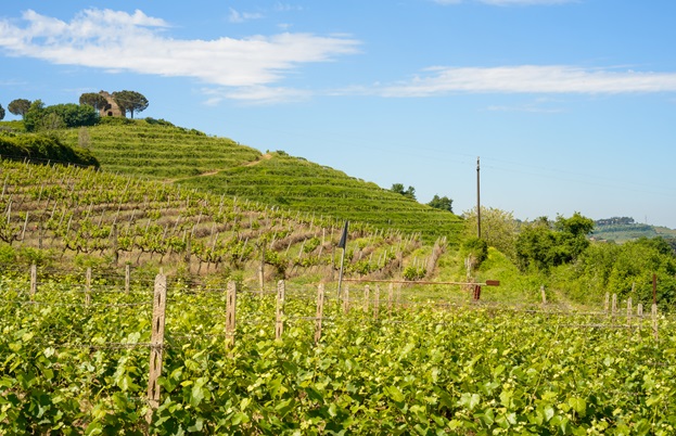 The Wines of Lazio - Great Italian Chefs