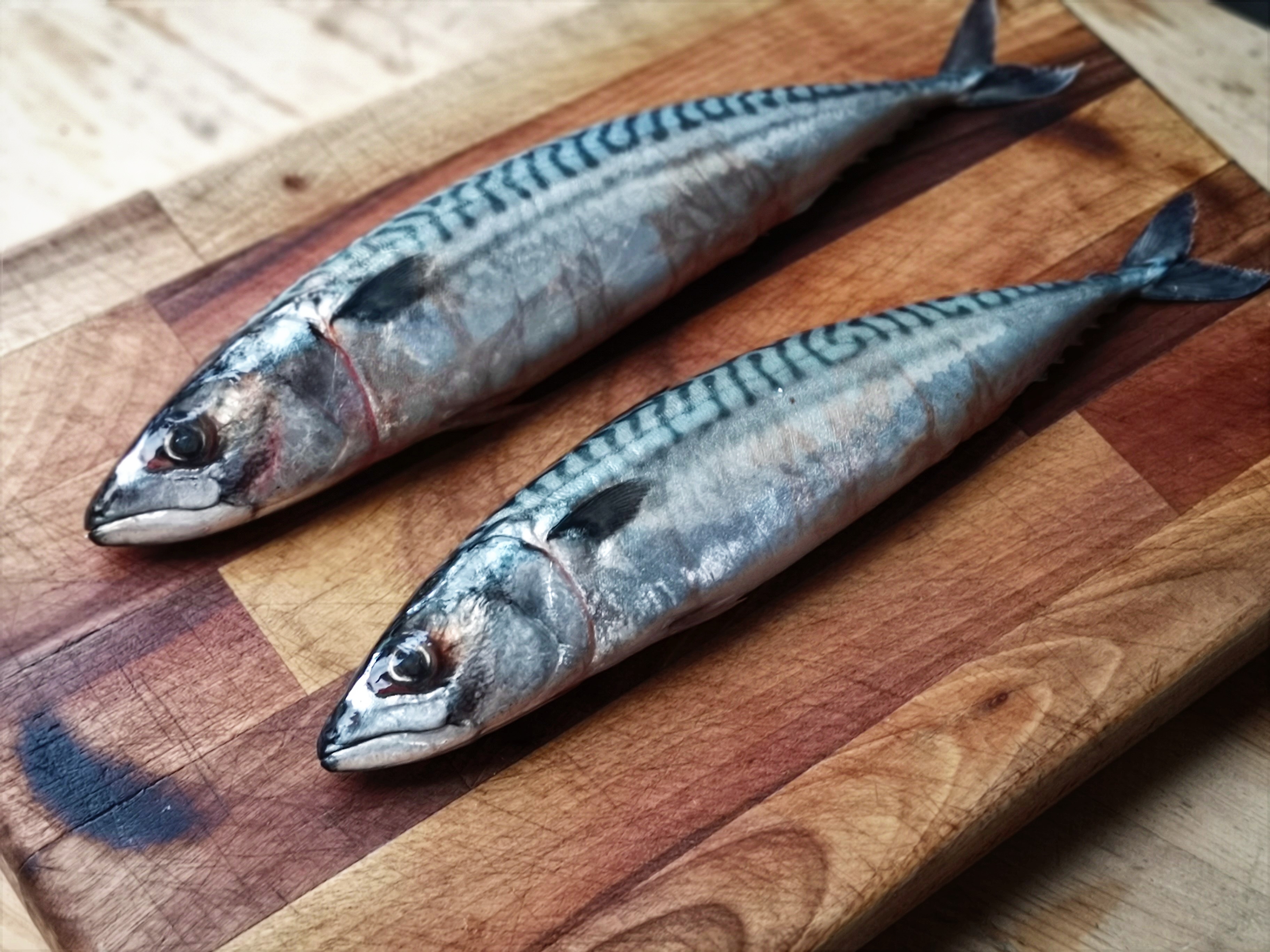 Mackerel Fish Images