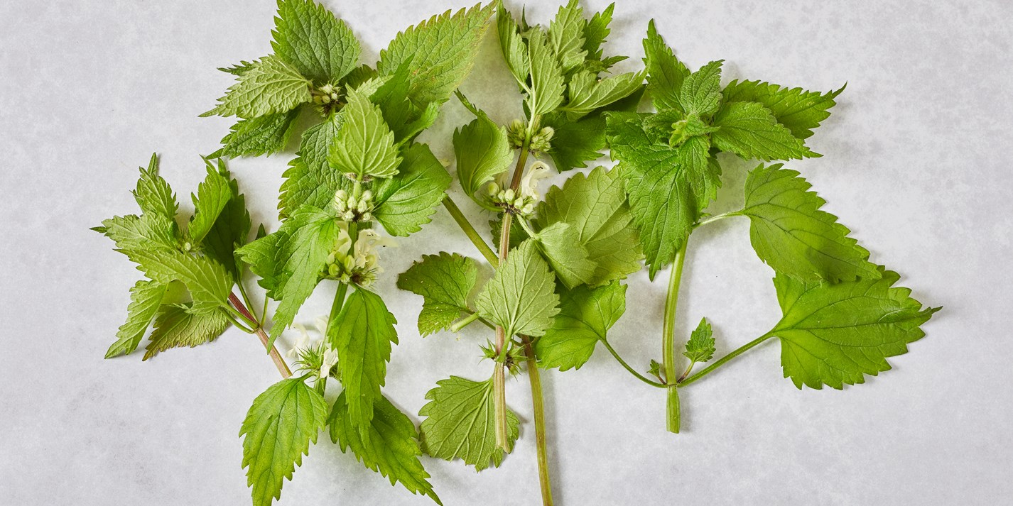 How to Cook Nettles Great British Chefs